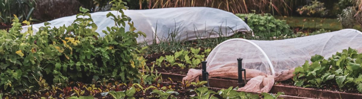 Pařeniště a fóliovníky jsou nedílnou součásti zahrádky